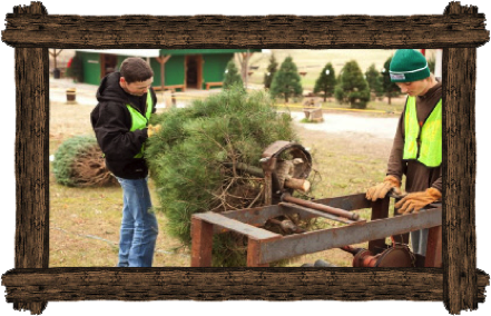 Tree Shaping